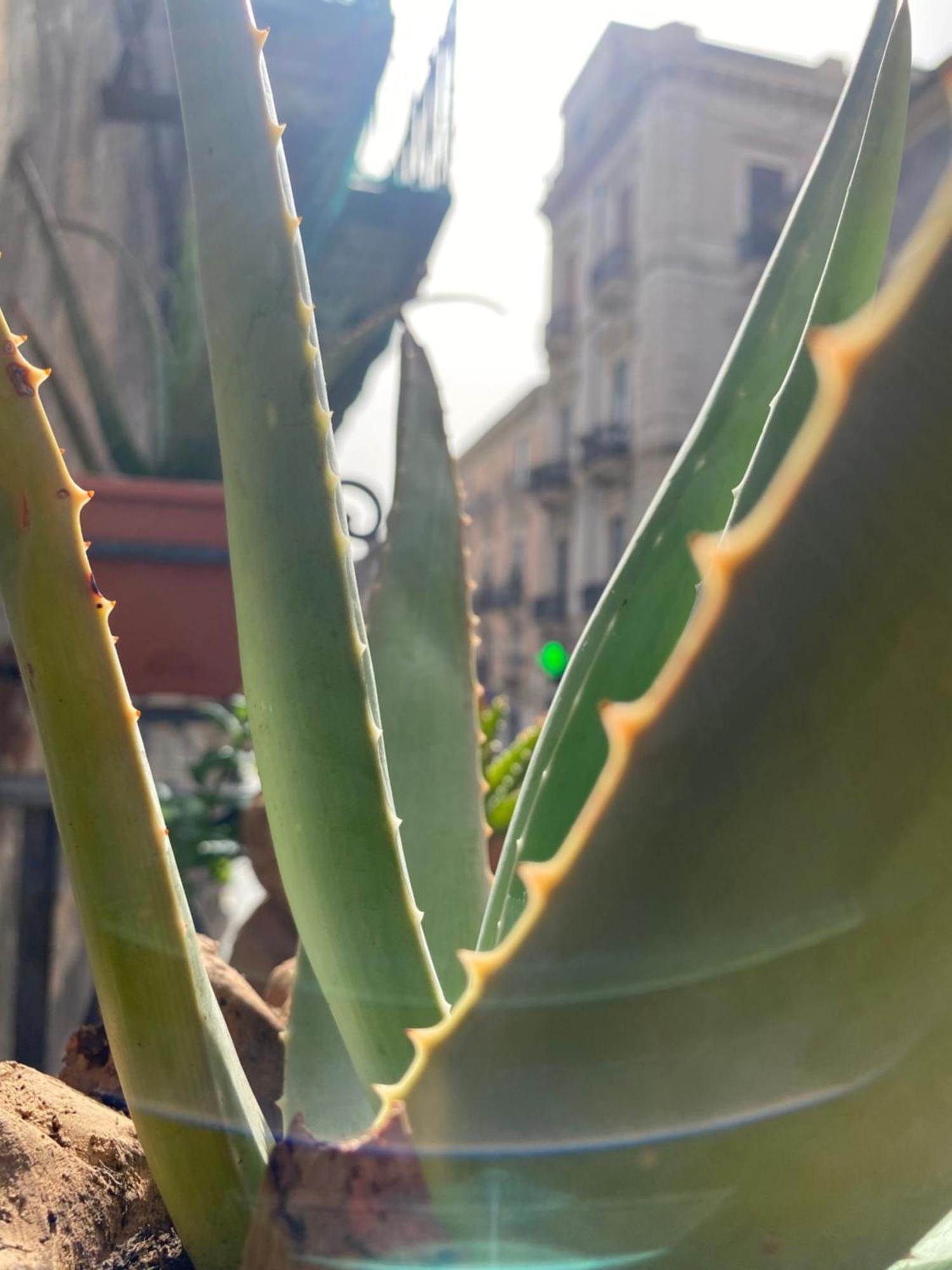 I Lumi Panzió Catania-Fontanarossai nemzetközi repülőtér Kültér fotó